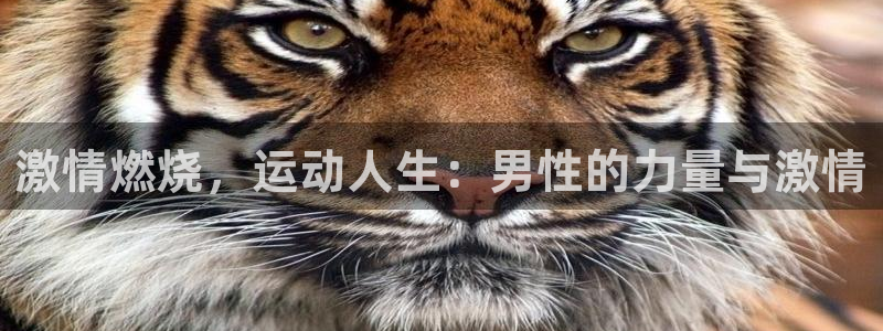 意昂5代理注册官网入口：激情燃烧，运动人生：男性的力量与激情